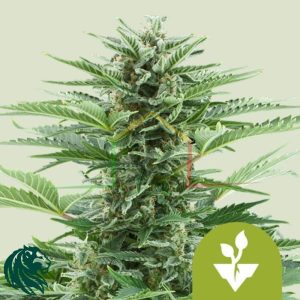 Easy Bud Automatic - Royal Queen Seeds