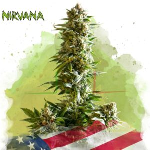 Girl Scout Cookies - Nirvana Seeds
