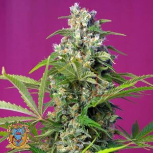 Gorilla Girl - Sweet Seeds