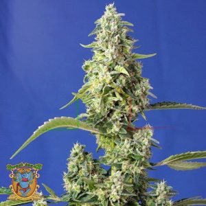 Gorilla Girl XL Auto - Sweet Seeds