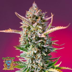 Gorilla Sherbet Fast Version - Sweet Seeds