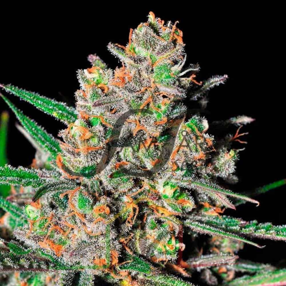 Green Love Potion - Samsara Seeds