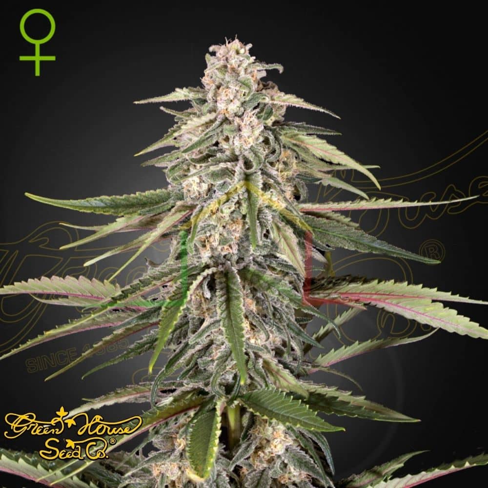 Green o Matic Auto - Green House Seeds
