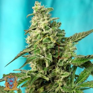 Green Poison Fast Version - Sweet seeds