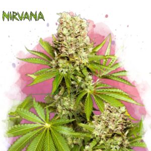 Hawaii Maui Waui - Nirvana Seeds