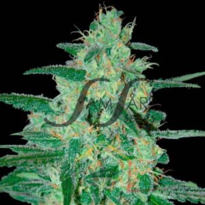 Holy Grail 69 - Samsara Seeds