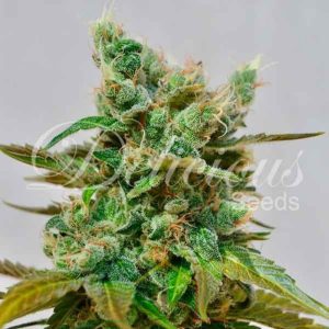 Honeybells Auto De Delicious Seeds