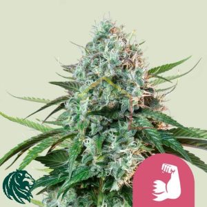 Hulkberry - Royal Queen Seeds