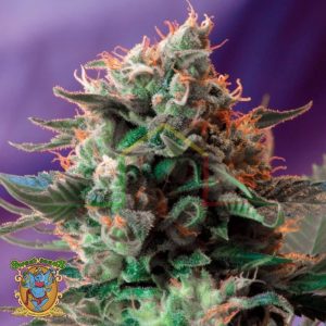 Jack 47 - Sweet Seeds