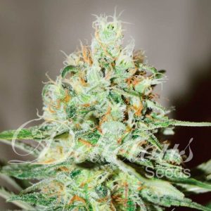 Jägg Kush De Delicious Seeds