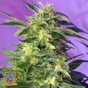 Killer Kush Auto - Sweet Seeds