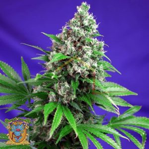 Killer Kush F1 Fast Version - Sweet Seeds