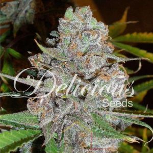 La diva auto Delicious Seeds
