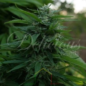 Lord Kush De Delicious Seeds