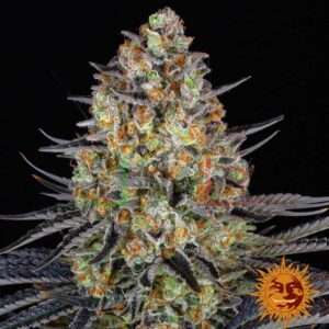 LSD - Barney's farm