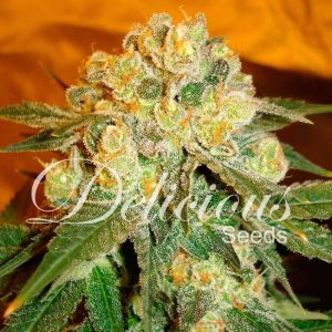 Marmalate Delicious Seeds