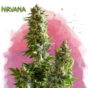 Master Kush - Nirvana Seeds