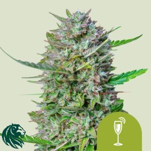 Mimosa Automatic - Royal Queen Seeds