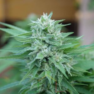 Moby Delicious De Delicious Seeds