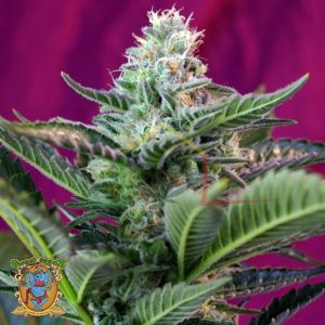 Mohan Ram Auto - Sweet Seeds