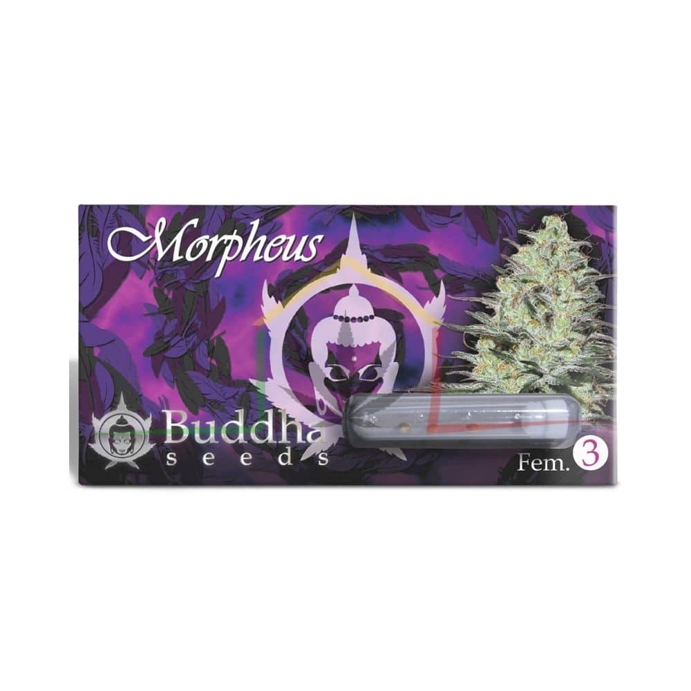 Morpheus CBD Buddha Seeds