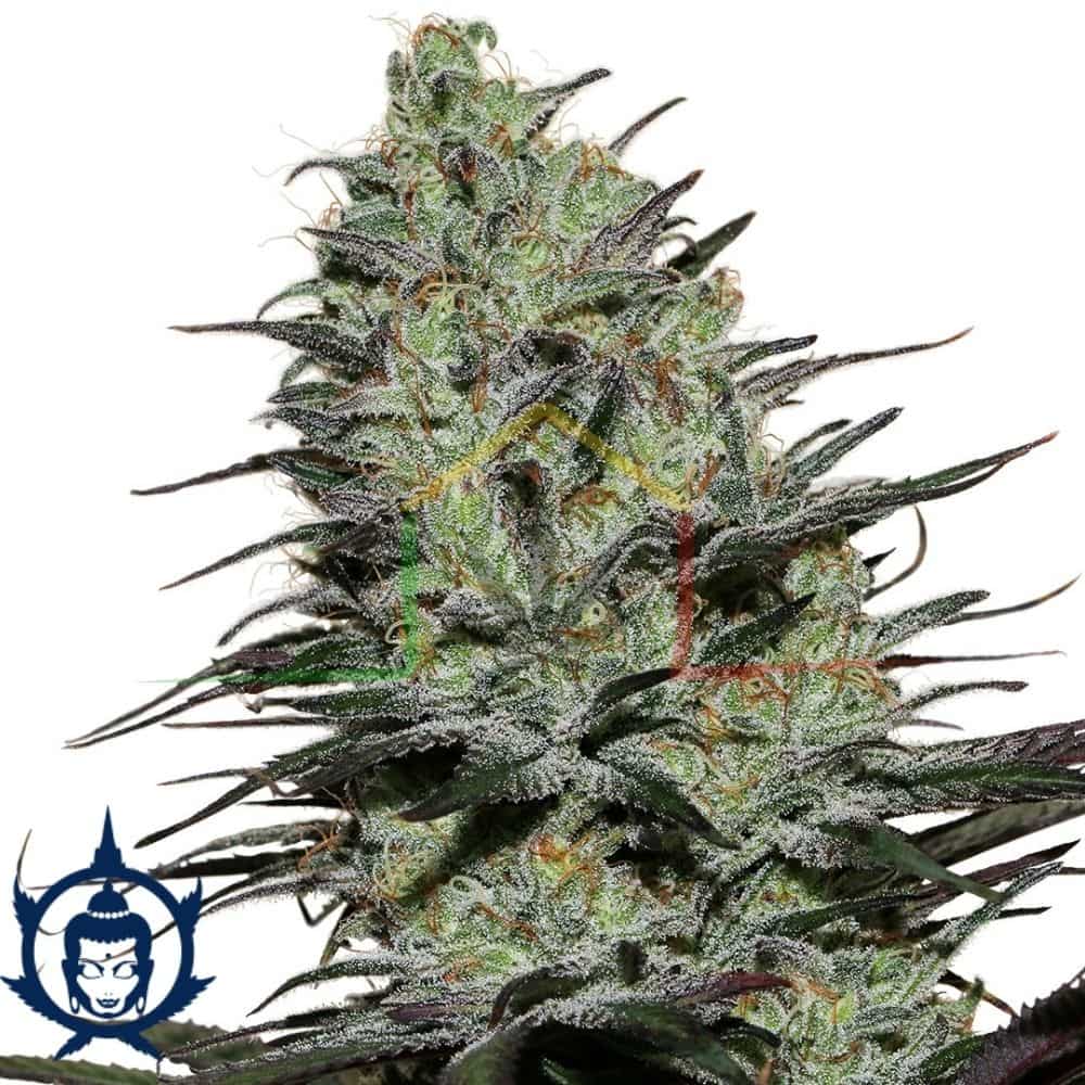 Morpheus Buddha Seeds