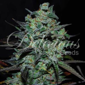 Northern light blue Thc-free Delicious seeds