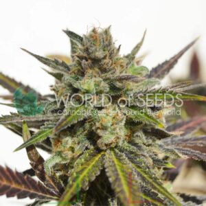 Northern Lights x Skunk - World of Seeds