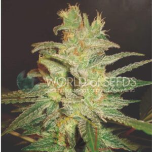 Northern Lights x Big Bud - World of Seeds