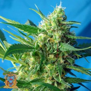 NYC Diesel Auto - Sweet Seeds