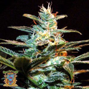 Ice Cool (NYC Diesel) - Sweet Seeds