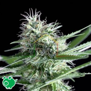 OG Lemon Bilbo - Genehtik Seeds