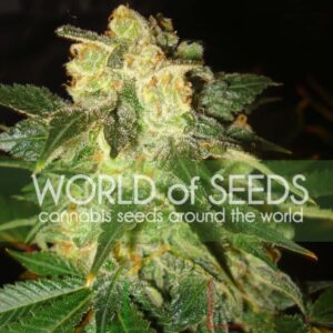 Pakistan Ryder Auto - World of Seeds