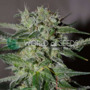 Pakistan Valley - World of Seeds