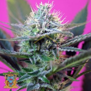 + Speed Auto - Sweet Seeds