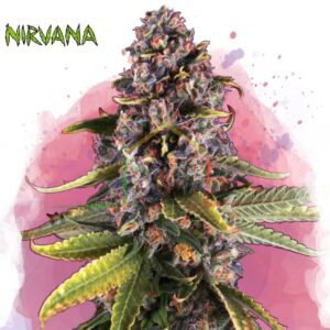 Raspberry Cough - Nirvana Seeds