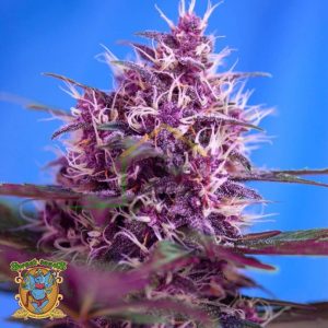 Red Poison Auto - Sweet Seeds