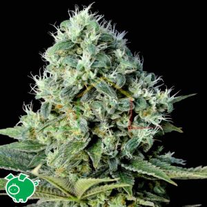 Santa Bilbo - Genehtik Seeds