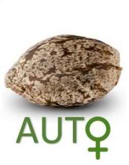 NIRVANA SEEDS - GRAINES AUTOFLORAISON