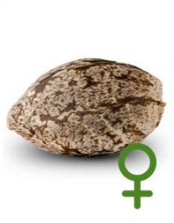 NIRVANA SEEDS - GRAINES FÉMINISÉES