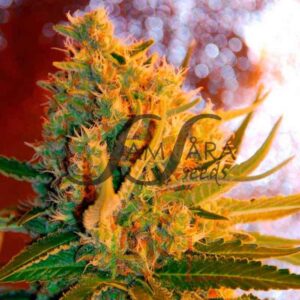 Shot Adrenaline Auto - Samsara Seeds