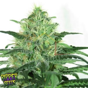 Sideral - Ripper Seeds