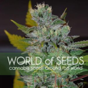 Space - World of Seeds