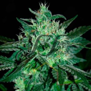 Spicy White Devil - Samsara Seeds