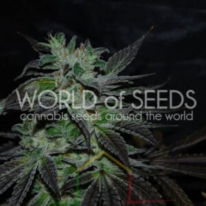 Strawberry Blue Early Version - World of Seeds