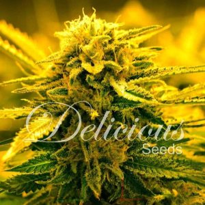 Sugar Black Rose Auto De Delicious Seeds