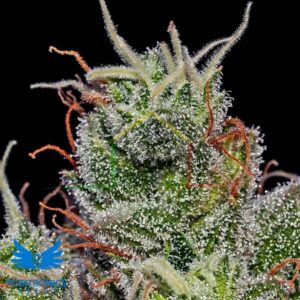 Super Cheese Auto - Positronics Seeds