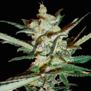 Supersonic Cristal Storm - Samsara Seeds