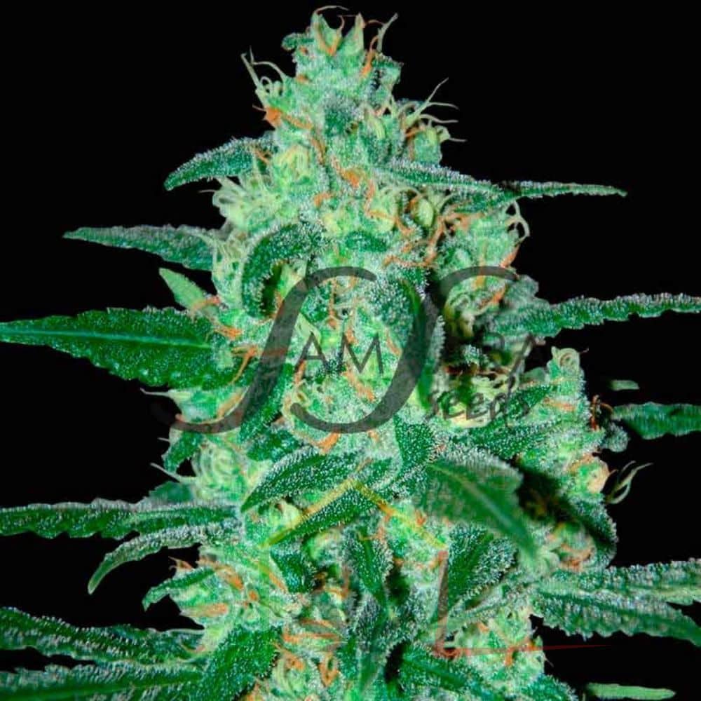 Thunder Bloody Mary Auto - Samsara Seeds
