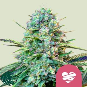 Wedding Crasher - Royal Queen Seeds